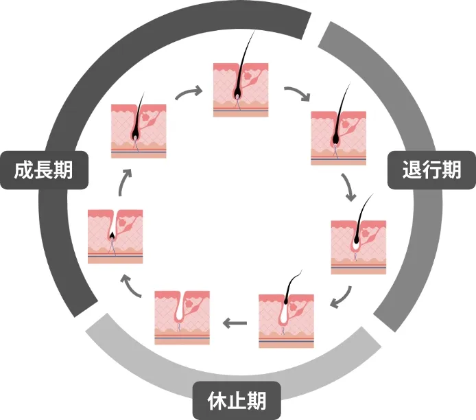 サブセクション画像